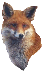 help ban fox hunting